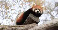 Woodlandparkzoo animals adorable cute animals red panda GIF