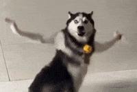 Husky Dog GIF