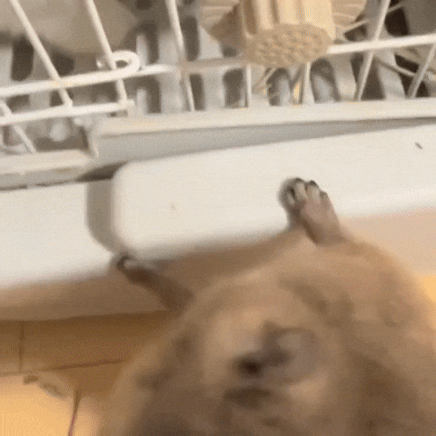 Friendscollection giphycreatortest animal silly tongue GIF