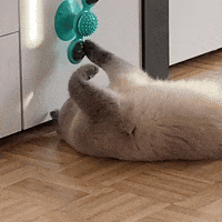 Happy Cat GIF