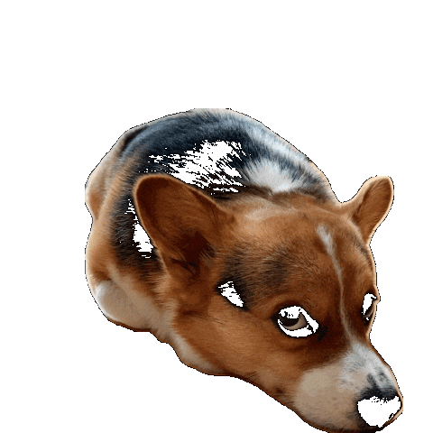 Dog Corgi Sticker