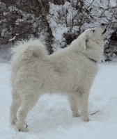 Speaking White Dog GIF