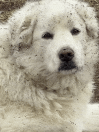 Sniffing White Dog GIF