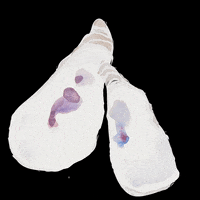 jennaalexanderstudio sta jenna oyster jas GIF