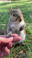 Friendly Squirrel Sits With Human Who Rescued Him