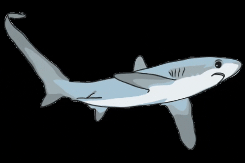 Orejademar giphygifmaker shark marine predator GIF