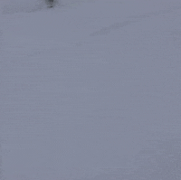grahampa snow snowboarding pow shred GIF