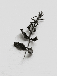 GIF by Adam Ferriss