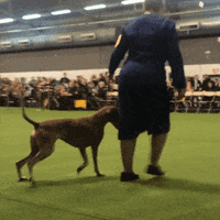dog GIF by Westminster Kennel Club