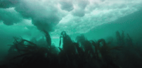 HezzaFezza my octopus friend 10 GIF