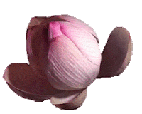 flower blooming STICKER