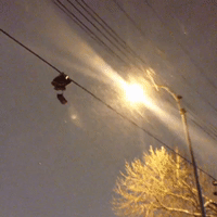 GIF by Tyler Menzel, GIPHY Editorial Director