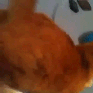 cat twerk GIF