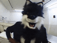 Wolf Bass GIF by IDK