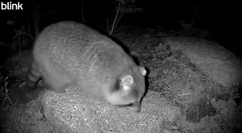aprilcampbell078a685f011040929e493c2c425f9771 raccoon GIF