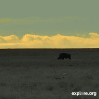 bison love GIF by explore.org