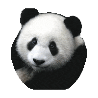 bear panda STICKER by imoji