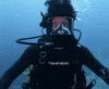 Discovery Snorkel GIF by Shark Week