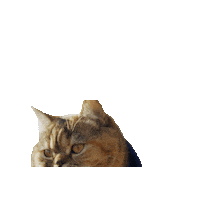 Cat Tora Sticker by Gray Hat Films