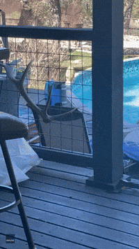 Cat Slides Across Frozen Pool in Hilarious Video