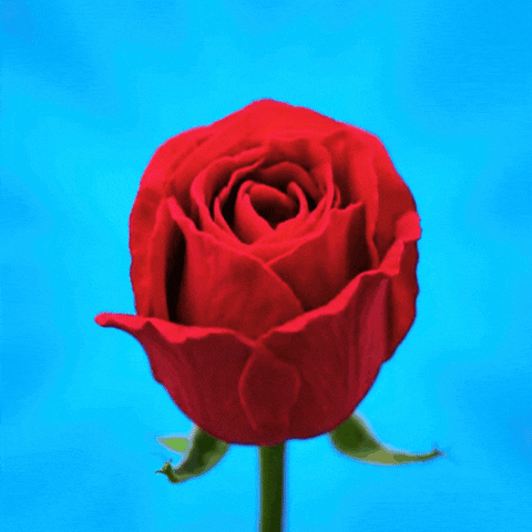 I Love You GIF