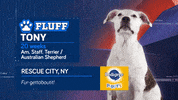 Animal Planet GIF by Puppy Bowl