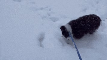 Happy Dog Bounds Through Heavy Snow