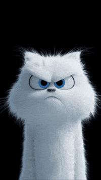 Cat GIF