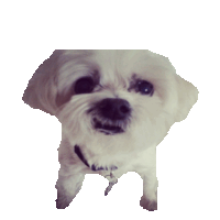 Puppy Puppies Sticker by imoji