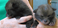 cats lol GIF