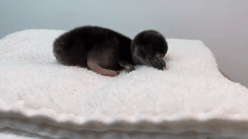Chicago Aquarium Welcomes New Surprise Penguin Chick to Colony