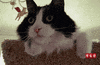 shocked cat GIF