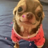 Dog Twitter GIF