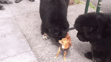 chihuahua GIF by Cheezburger