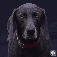 Espn Sport GIF by American Kennel Club