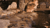 hot spring capybara GIF by VICE Media Spain