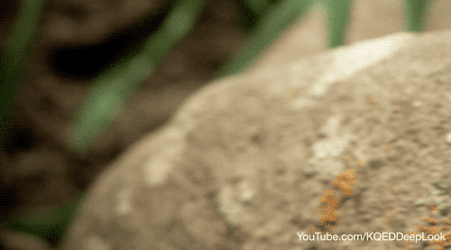 GIF by KQEDScience