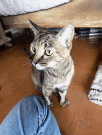 Cat GIF by The Schottenstein Group at The Agency RE
