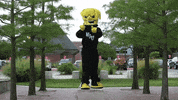 Wu_Shock wsu wu wushock shockers GIF
