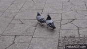 pigeon satisfying GIF
