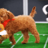 Dog Toy GIF by Puppy Bowl