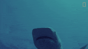 National Geographic Shark GIF by Nat Geo Wild
