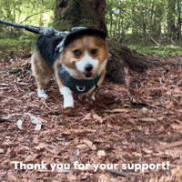 Thank You For Your Support Corgi GIF