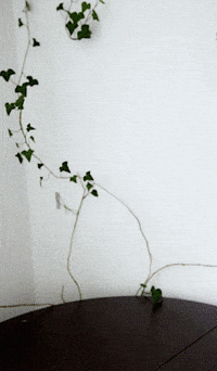 Water Glass Birthday GIF