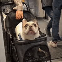 Dog Puppy GIF by The Dodo