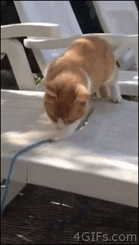 falls it's a trap GIF