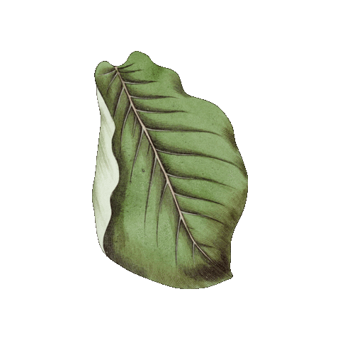 Verde Veggie Sticker