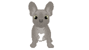 French Bulldog Sticker by zoopeez