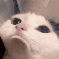 Sad Cat GIF