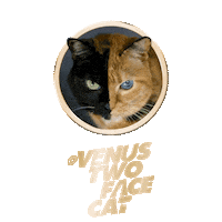 Licking Cat Food Sticker by Sheba Official